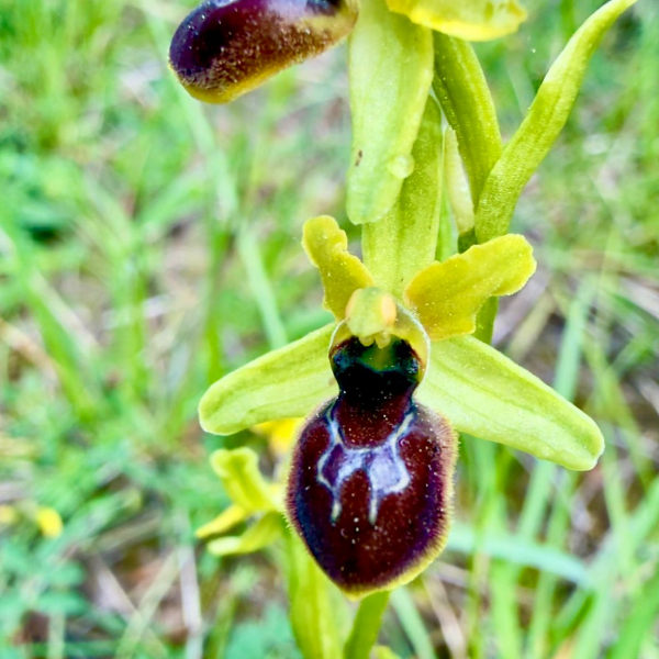 Ophrys araneola